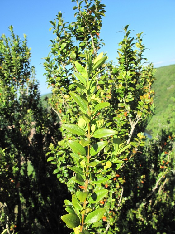 Buxus sempervirens